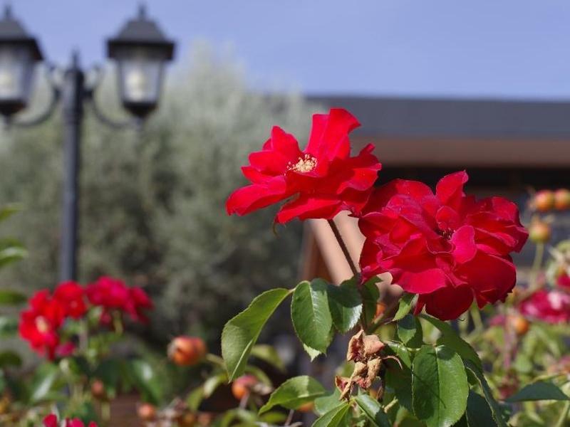 Hotel Los Olivos Getafe Eksteriør bilde